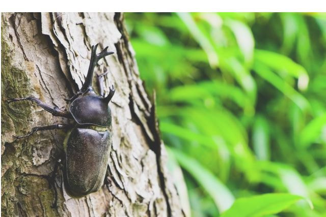202108_kanto_beetle.jpg